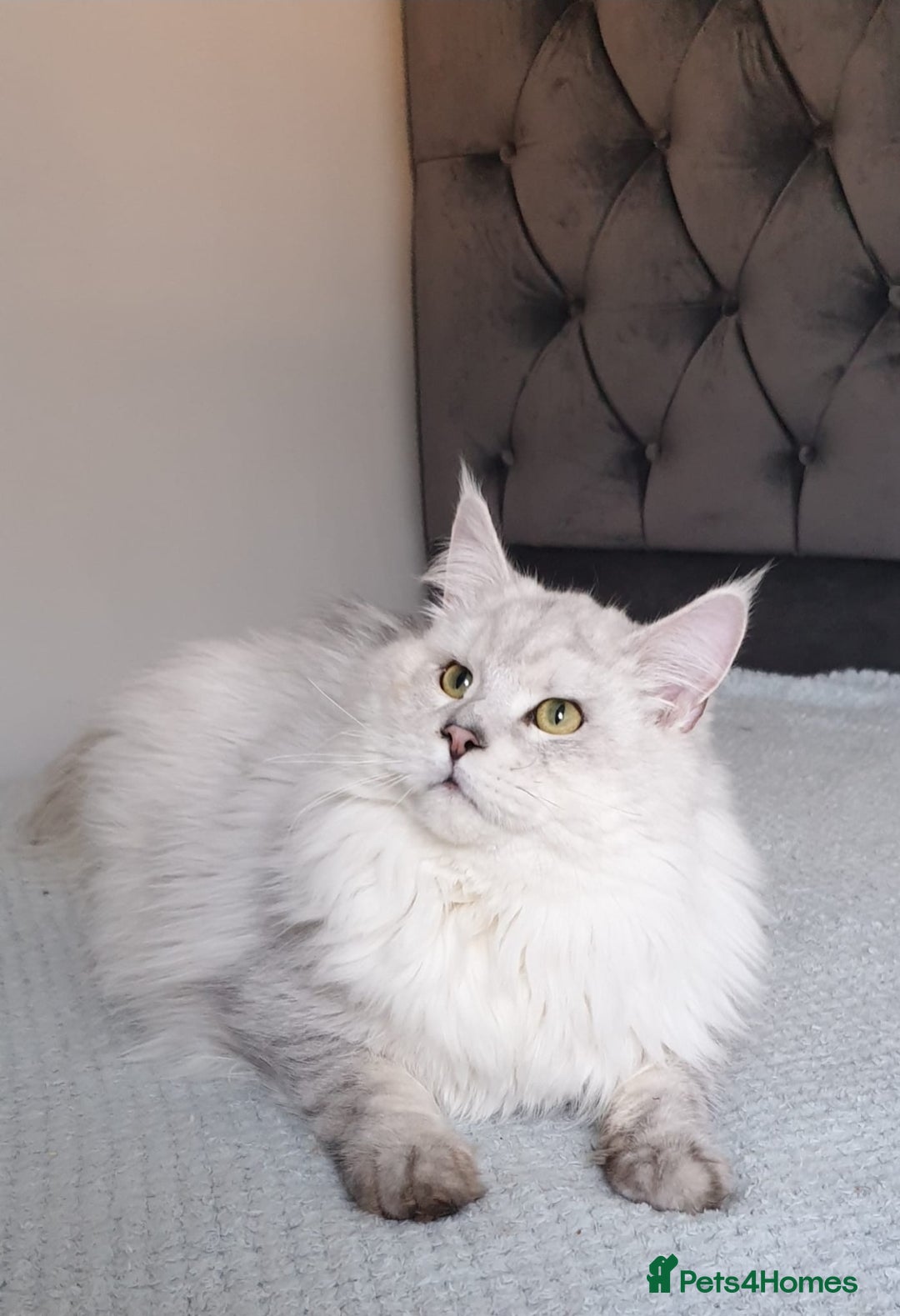 Maine Coon cats for sale: Maine Coon shaded lines - Image 12