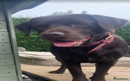 Labrador Retriever dogs for sale: Fully vaccinated chunky pedigree pups  - Advert 11