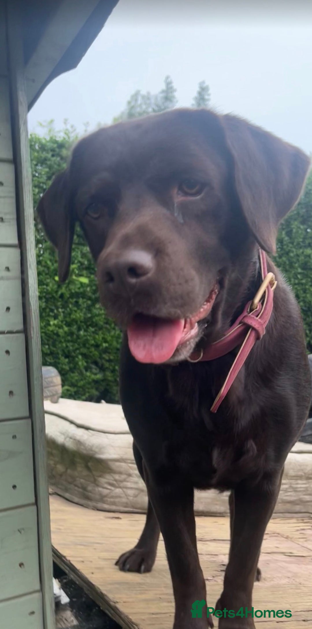 Labrador Retriever dogs for sale: Fully vaccinated chunky pedigree pups  - Advert 11