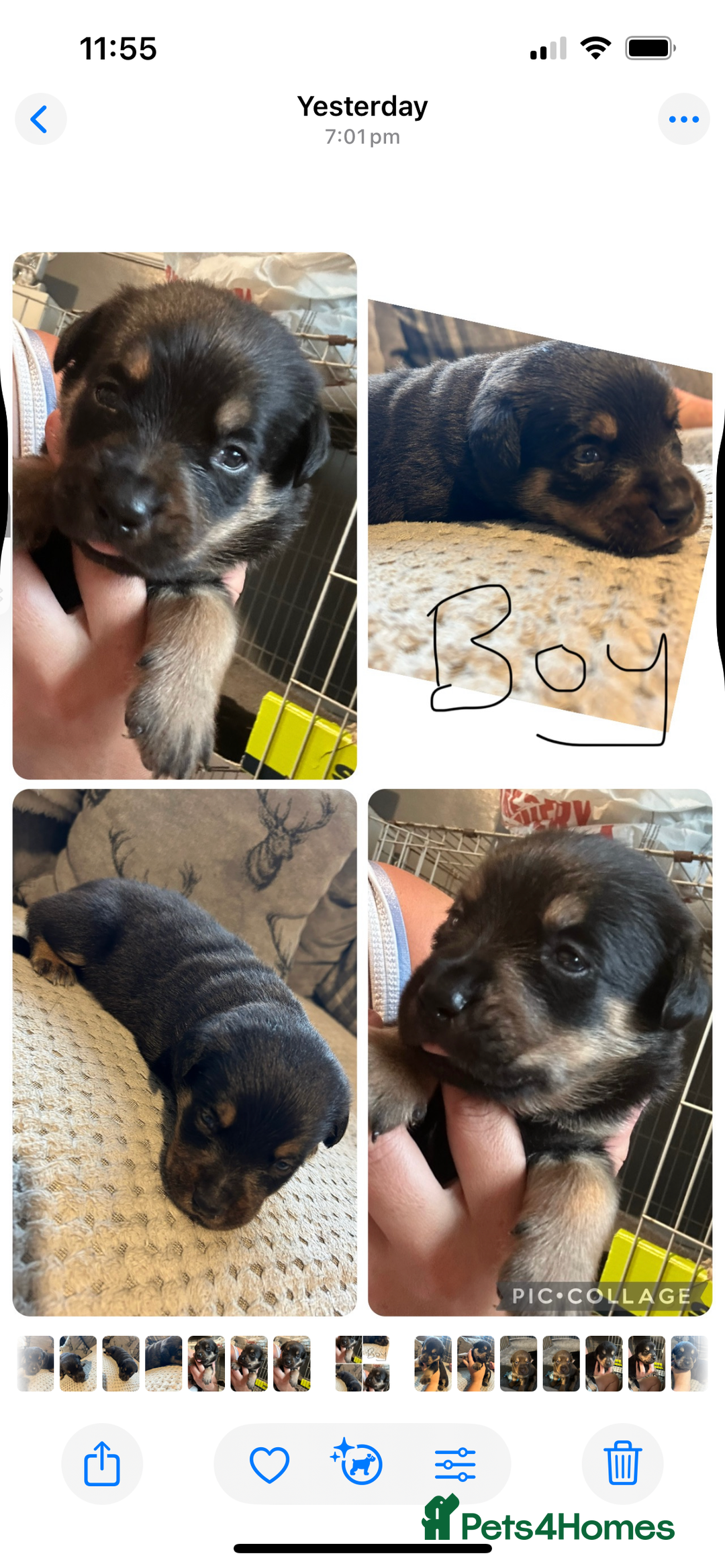Rottweiler dogs for sale: Beautiful Rottweiler Puppy’s For Sale  - Image 6