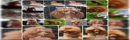 Mixed Breed dogs for sale: 💕10 Adorable Bichon-Maltipoo Puppies, bred by vet - Advert 9