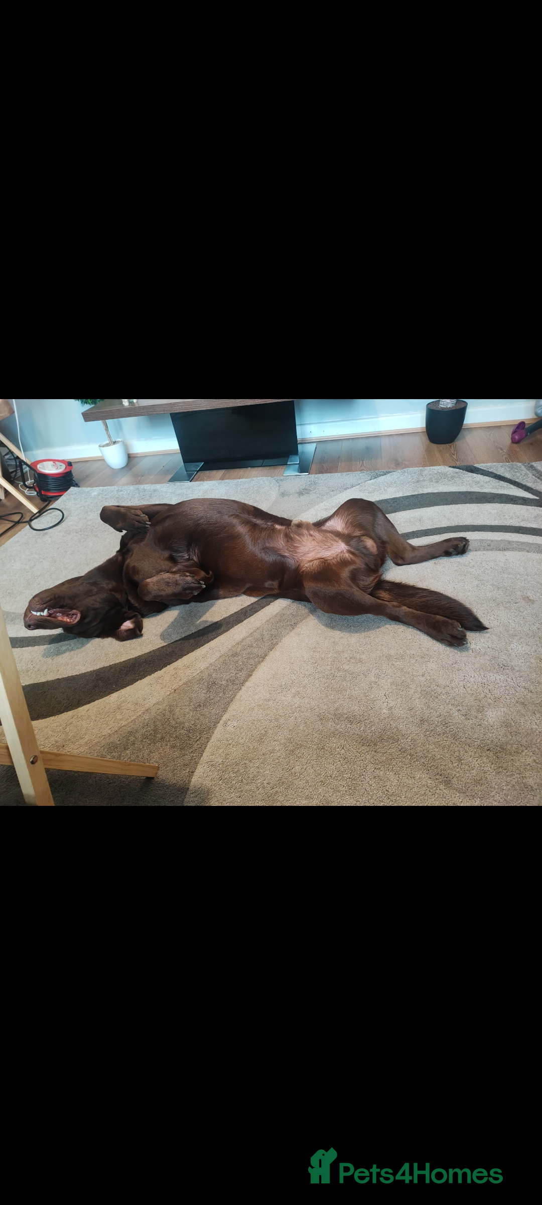 Labrador Retriever dogs for sale: Chocolate Labrador  - Advert 2