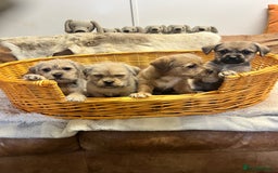 Jack Russell dogs for sale: super cuties Jack Russells  - Image 6