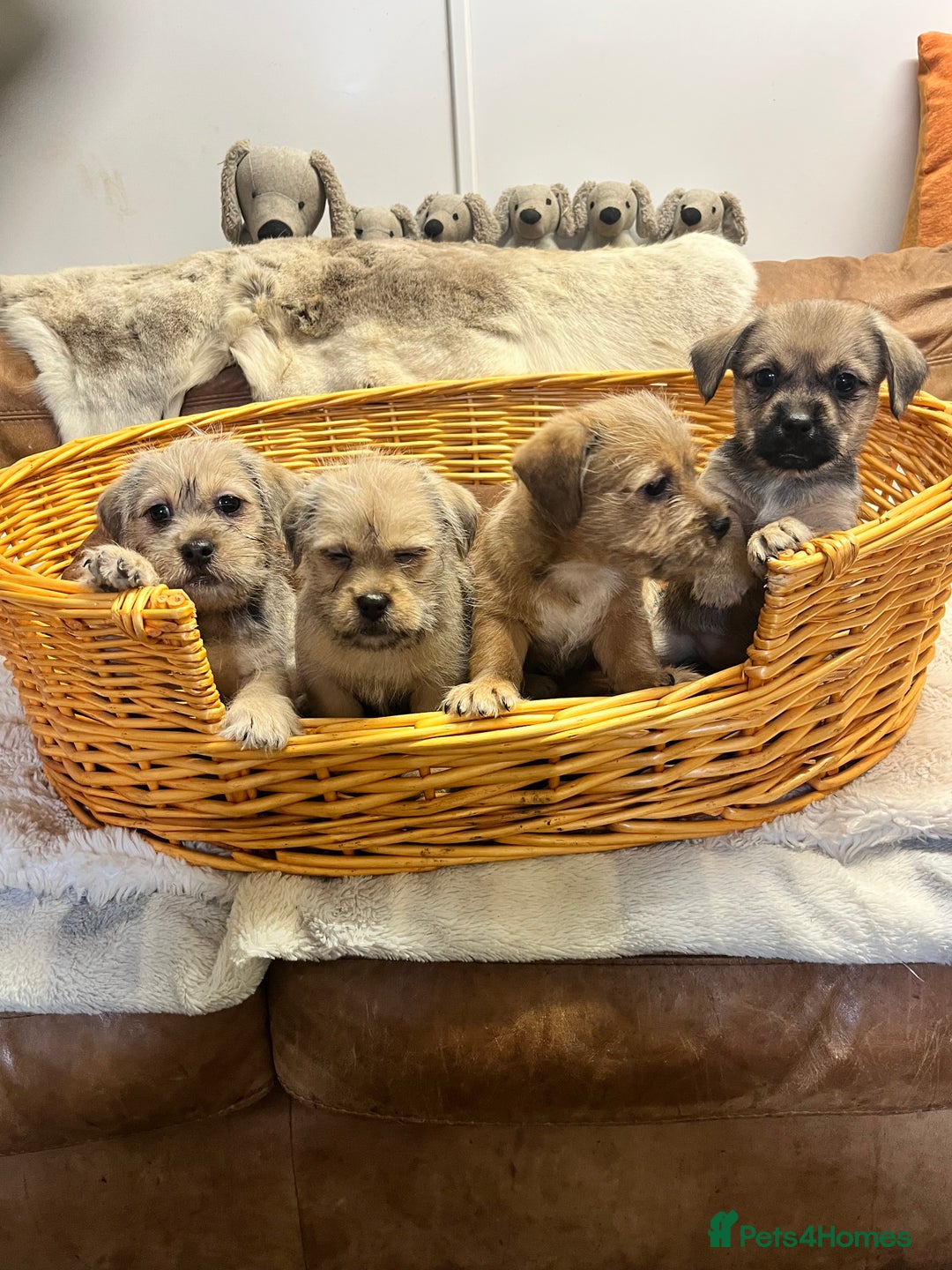 Jack Russell dogs for sale: super cuties Jack Russells  - Image 6