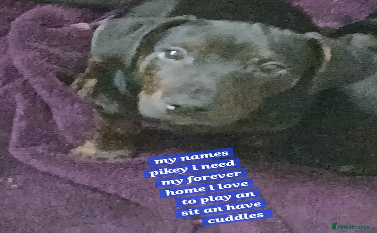 Mixed Breed dogs - Advert 7