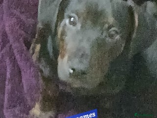 Mixed Breed dogs - Advert 6