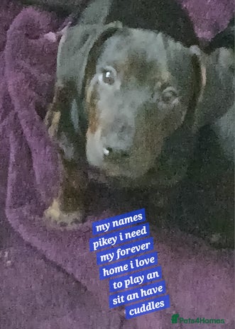 Mixed Breed dogs - Advert 7