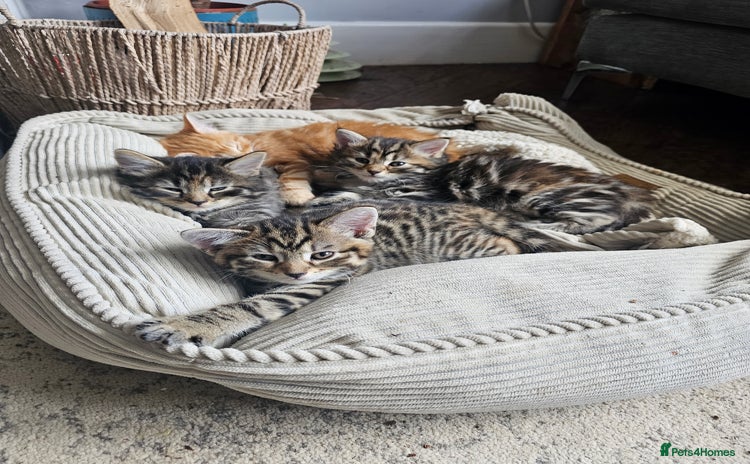 Mixed Breed cats - Advert 11