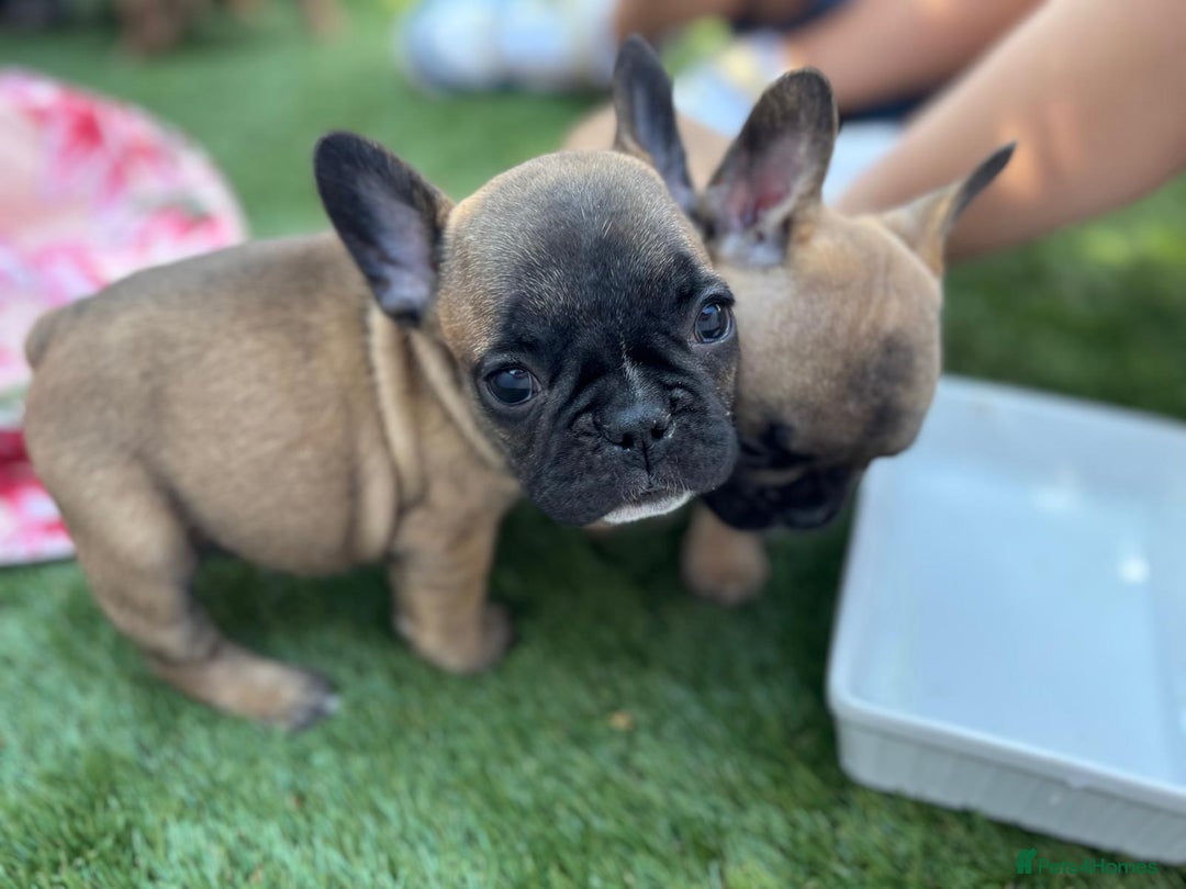French Bulldog dogs for sale: French bulldog puppies - Image 2