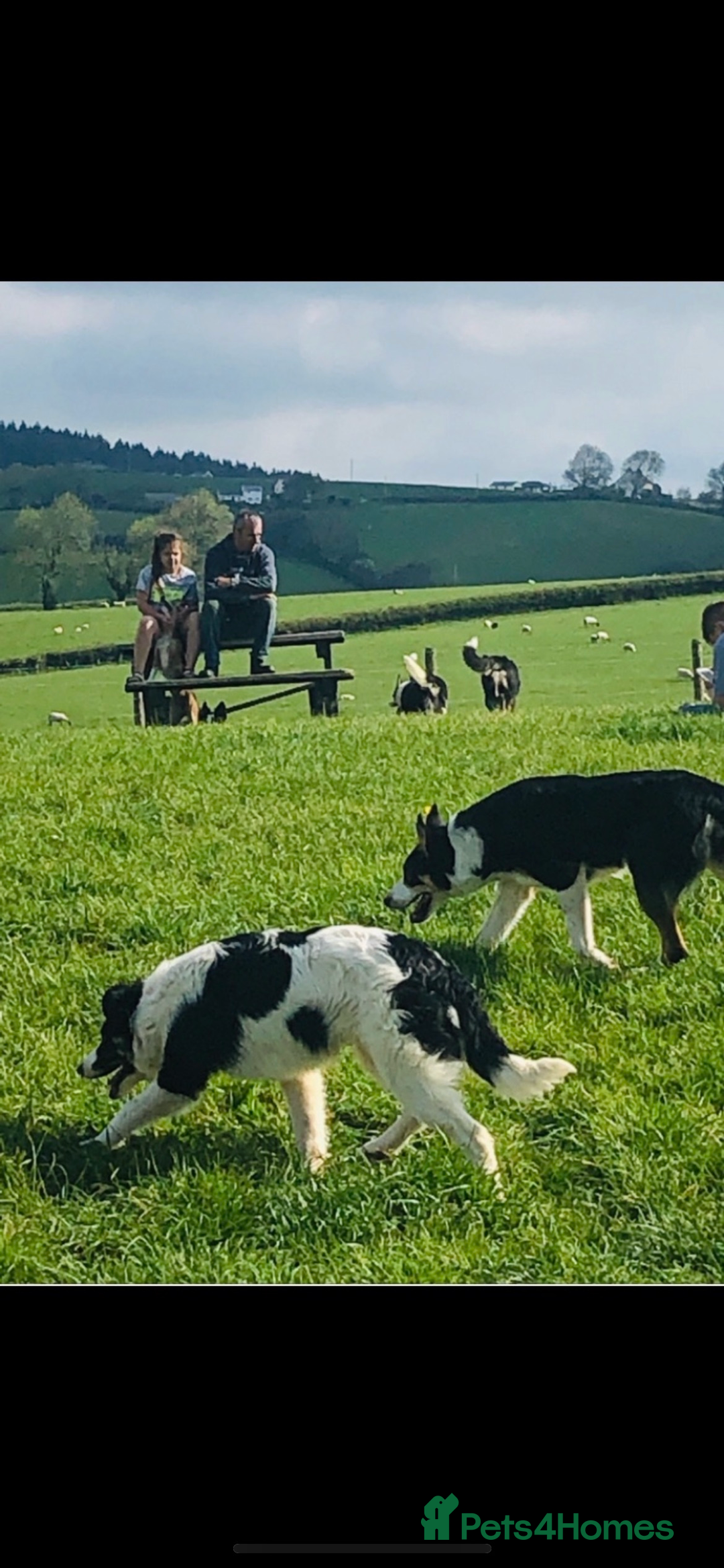 Bernese Mountain Dog dogs for sale: Boys and girls  - Advert 18