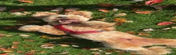 Goldendoodle dogs for stud: StandardGoldendoodle Stud–Intelligent,Non-Shedding in Loughborough - Advert 13