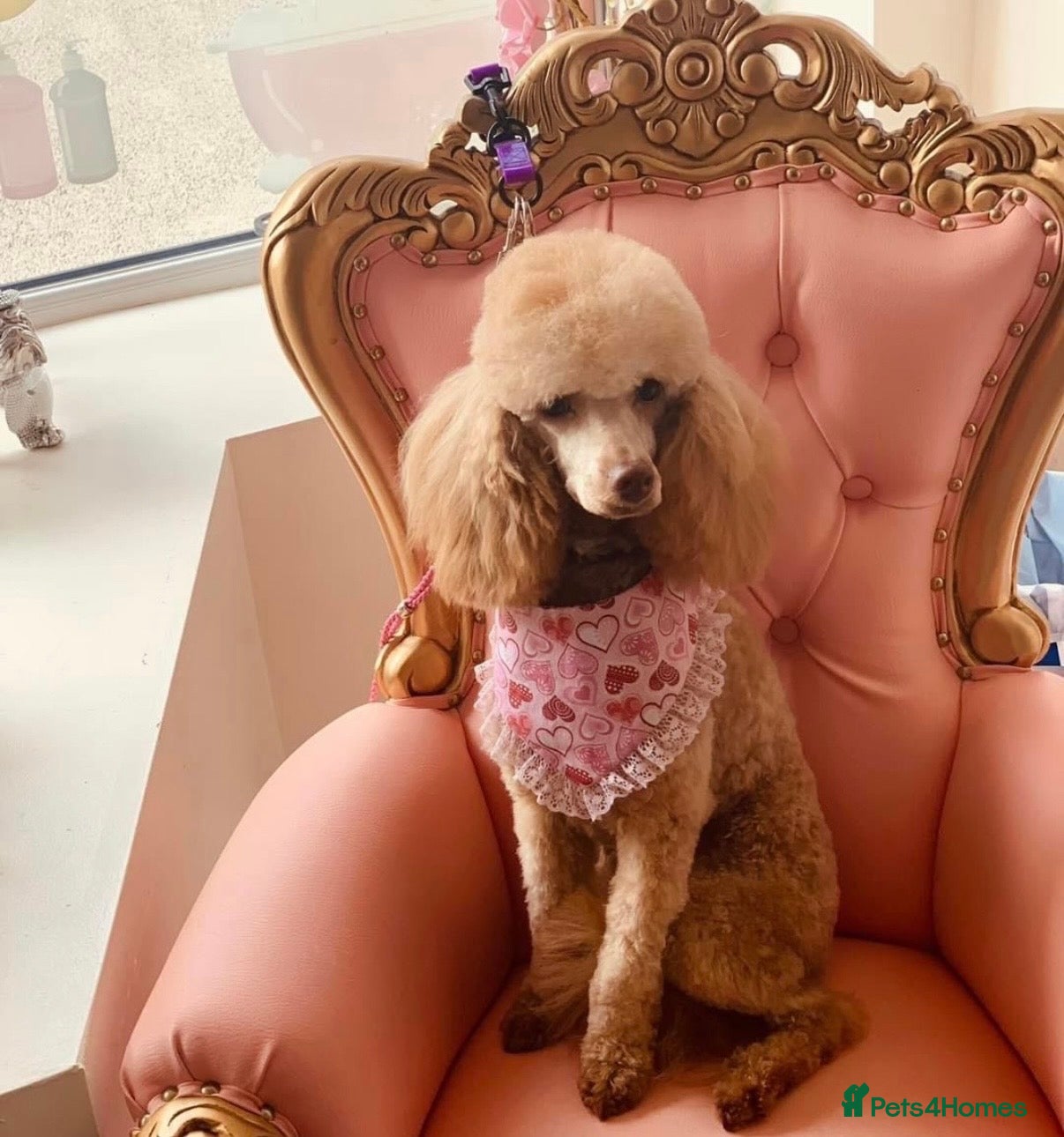 Miniature Poodle dogs 🐾 Miniature Poodle Puppies for Sale 🐾 - Advert 1