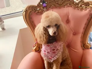 Miniature Poodle dogs 🐾 Miniature Poodle Puppies for Sale 🐾 - Advert 6