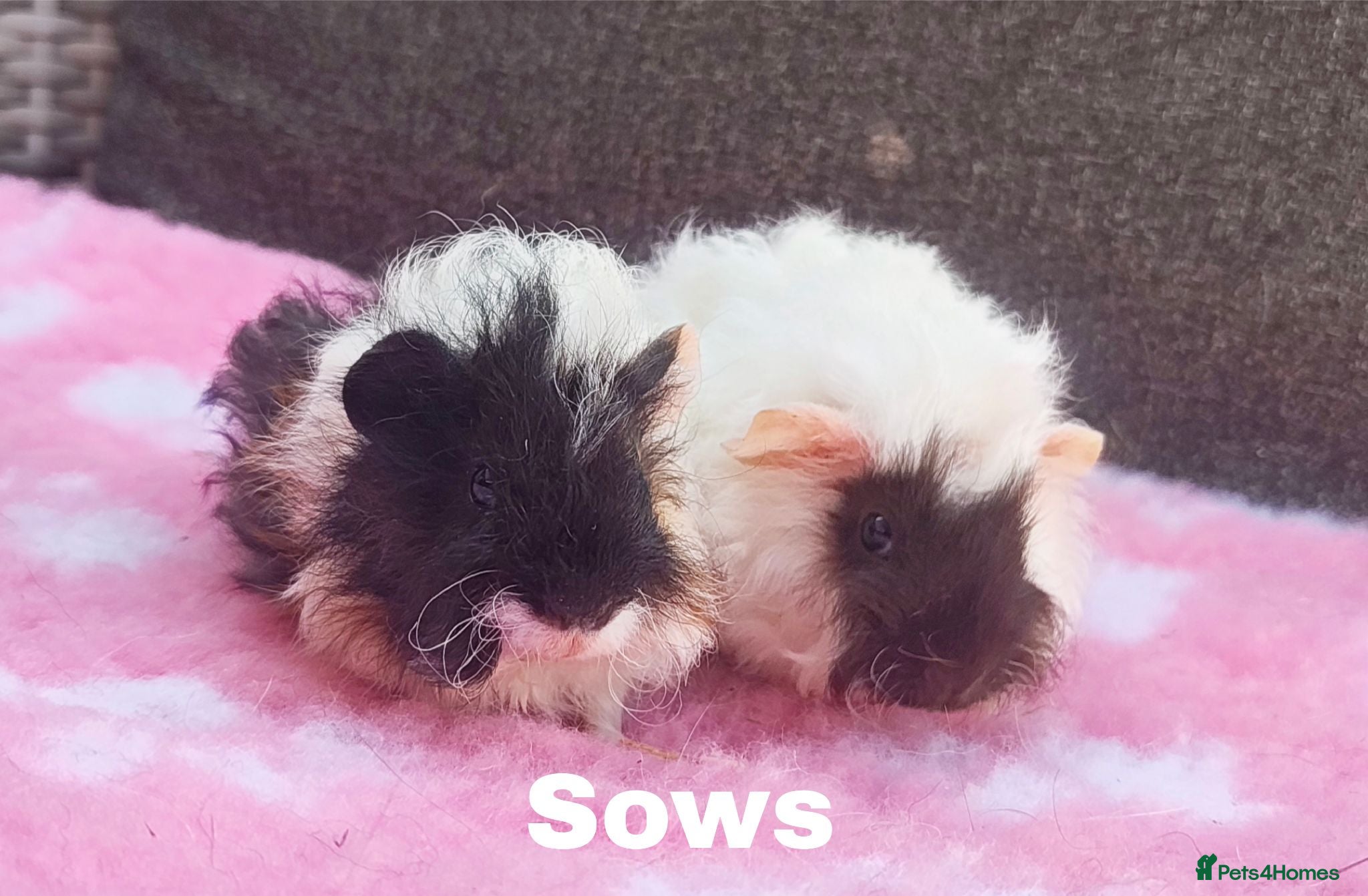 Guinea Pig rodents Beautiful guinea pigs available for reserve  - Advert 2