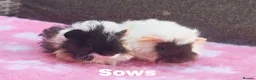 Guinea Pig rodents for sale: Beautiful guinea pigs available for reserve  - Advert 3