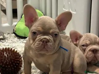 French Bulldog dogs Last beautiful boy - Advert 6