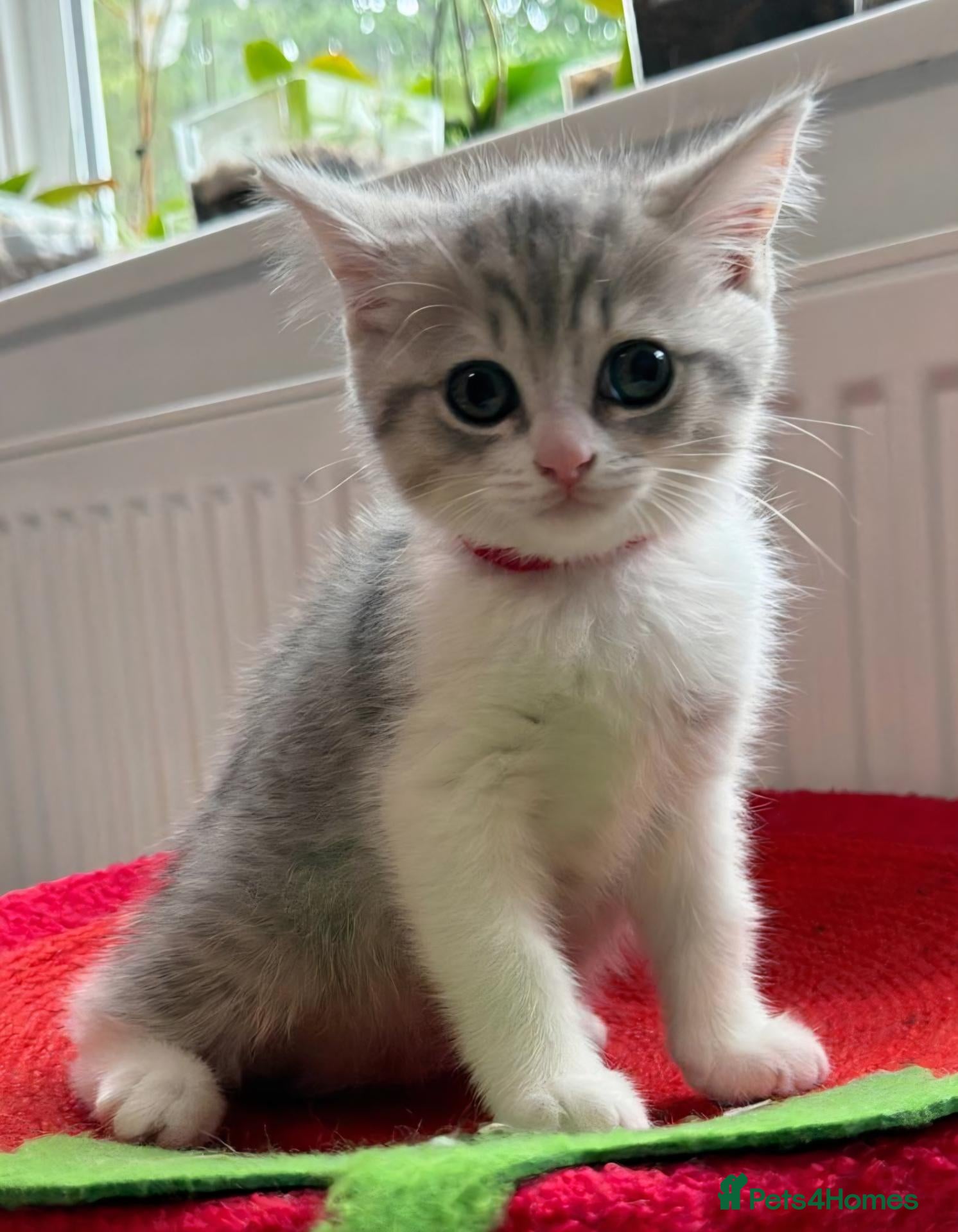 British Shorthair cats British shorthair kittens - Advert 2