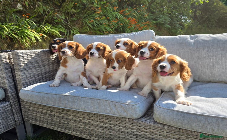 Cavalier King Charles Spaniel dogs - Advert 4