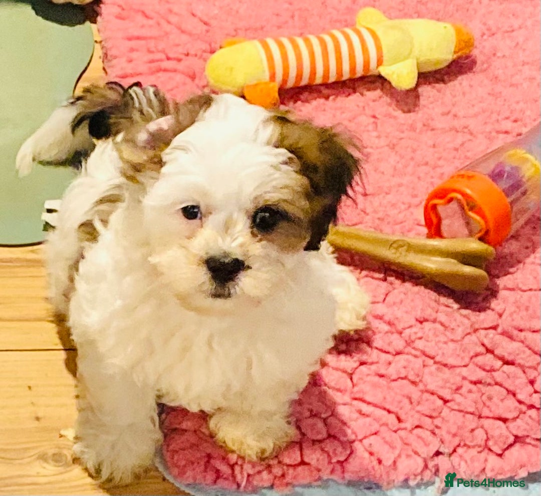 Mixed Breed dogs for sale: 🌟BUNDLES OF JOY 🐶 SUPER CUTE MALSHIPOO PUPS - Image 9