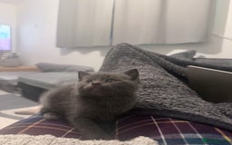 British Longhair cats for sale: 🐾 British Longhair Kitten – Boy 💙 - Image 2