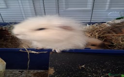 Guinea Pig rodents for sale: Swiss cali / cream Swiss guinea pig - Image 3