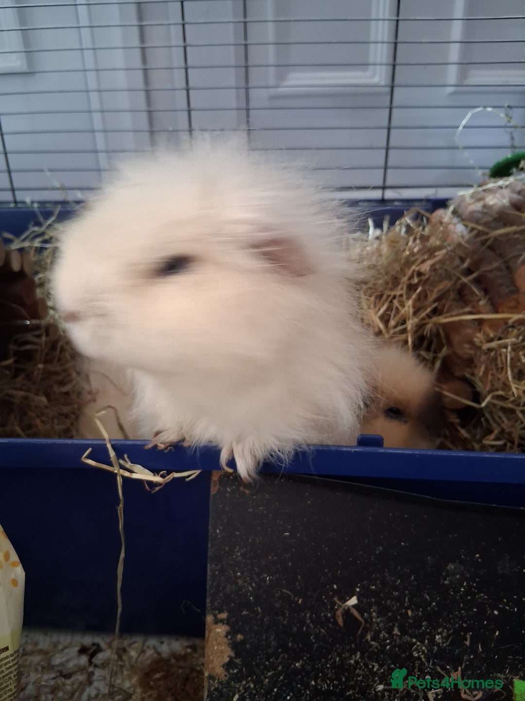 Guinea Pig rodents for sale: Swiss cali / cream Swiss guinea pig - Image 3