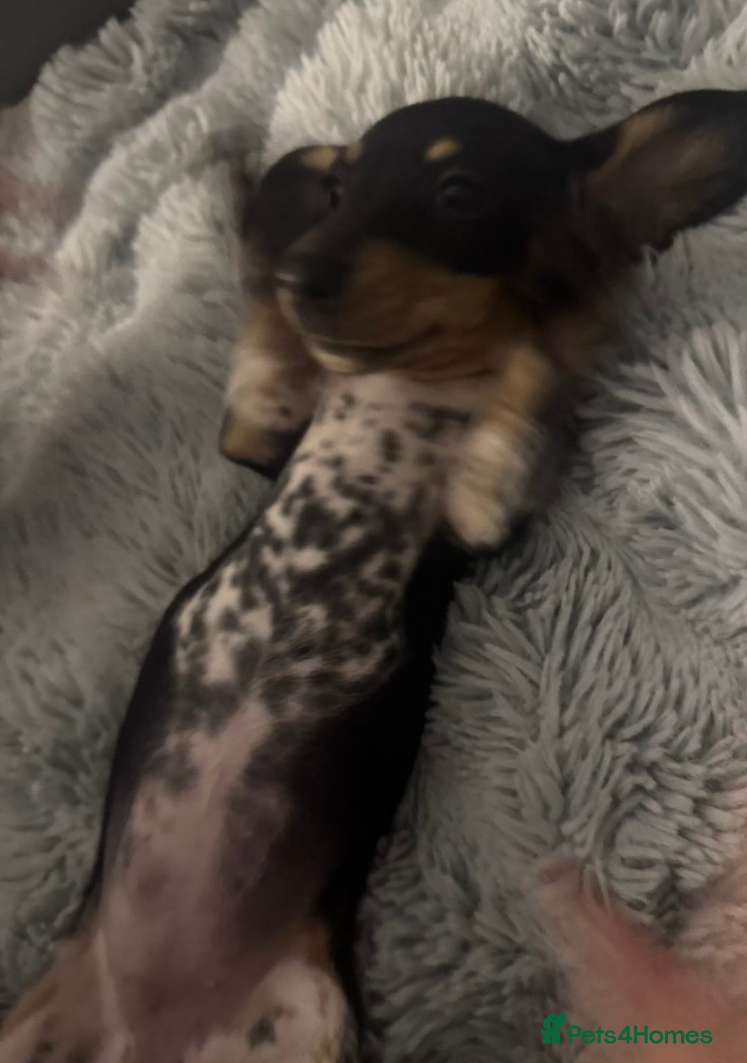 Miniature Dachshund dogs for sale: Four beautiful miniature dachshund girls - Advert 26