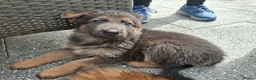 German Shepherd dogs for sale: KC reg Health Tested Gsd in Tonbridge - Advert 4