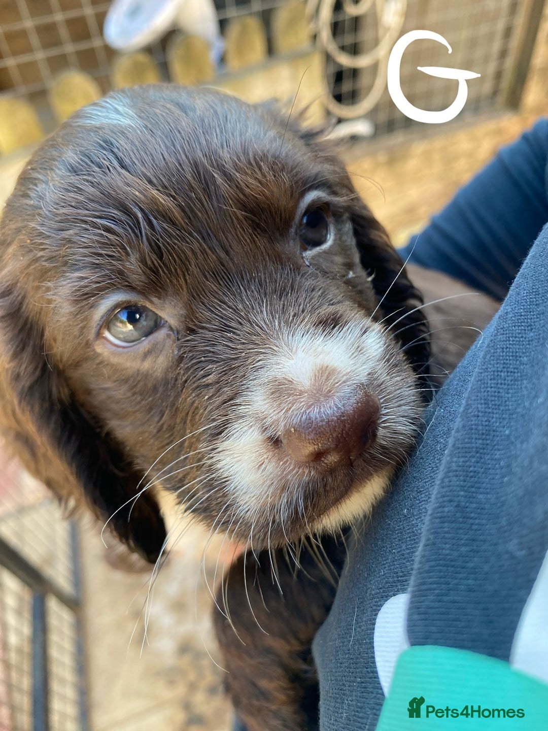 Cocker Spaniel dogs for sale: Purebred cocker spaniel pups in Buckingham - Image 6