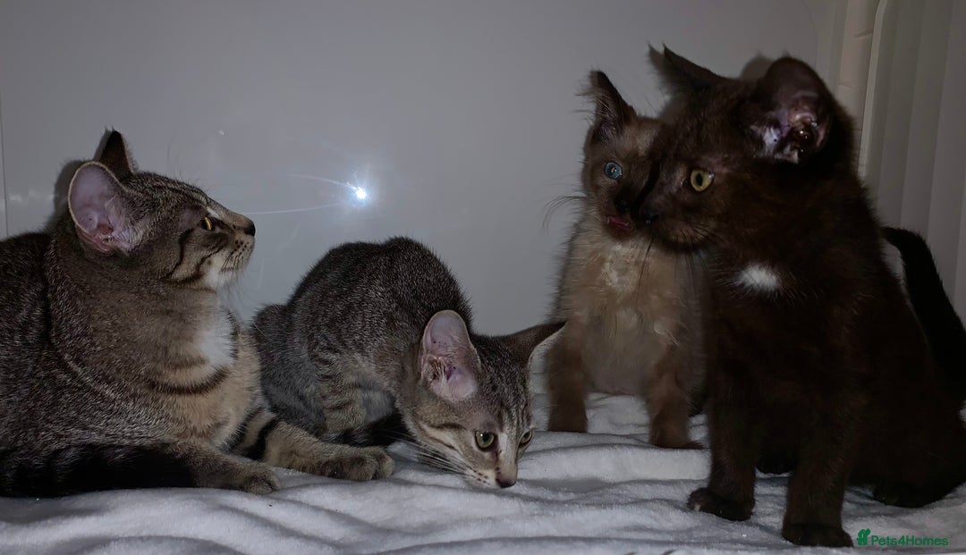 Mixed Breed cats for sale: Beautiful kittens Ready now Open to offers  in Chester - Image 24
