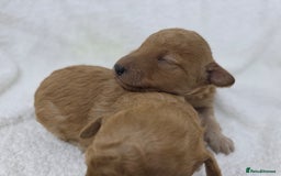 Miniature Poodle dogs for sale: 🐶✨ Stunning Mini Poodle Puppies ✨🐶 - Image 8