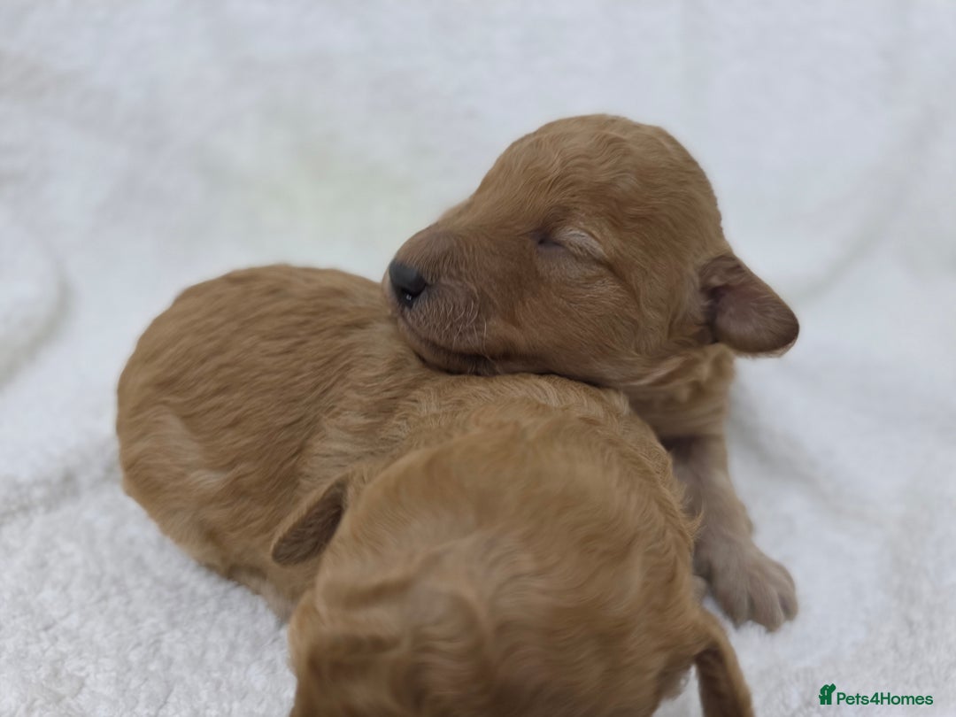 Miniature Poodle dogs for sale: 🐶✨ Stunning Mini Poodle Puppies ✨🐶 - Image 8