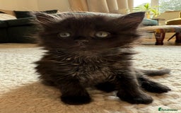 Mixed Breed cats for sale: Tuxedo X Bengal x Norwegian Forest X Scottish Fold - Image 4