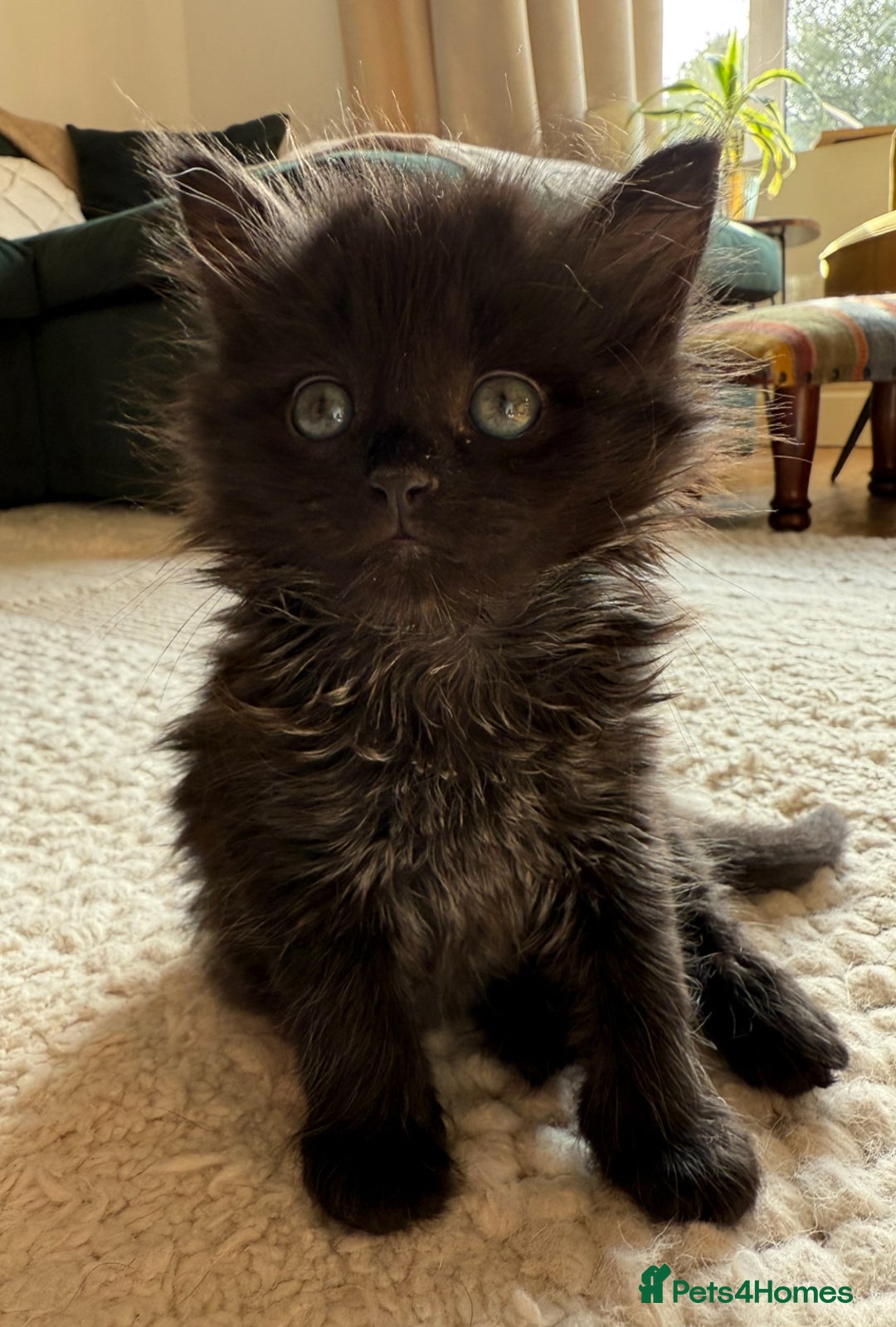 Mixed Breed cats for sale: Tuxedo X Bengal x Norwegian Forest X Scottish Fold - Image 4