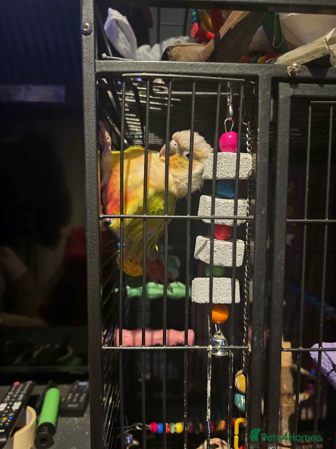Conures birds for sale: Rehoming Max - Advert 8