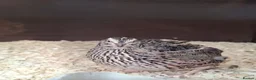 Quail poultry for sale: Coturnix Quail Fertile Hatching Eggs  - Advert 6