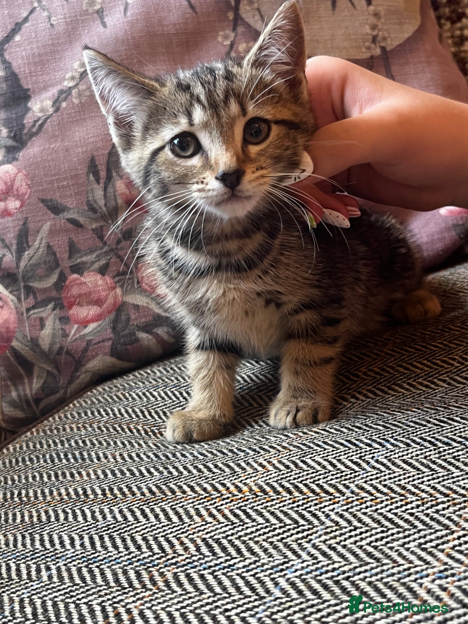 Mixed Breed cats for sale: Beautiful Tabby kittens for sale  - Advert 7