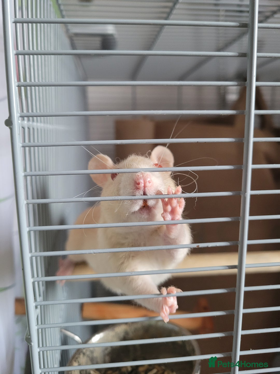 Rat rodents for sale: 2 beautiful friendly rats and Large cage - Image 4