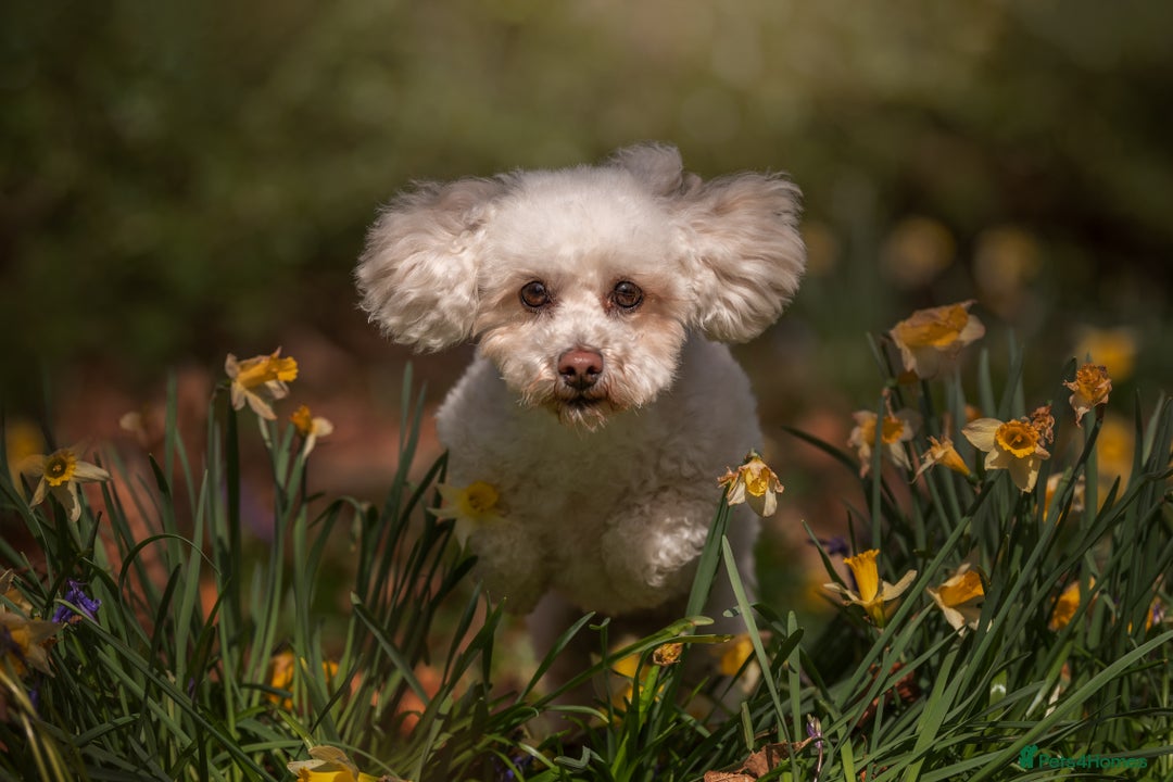 Mixed Breed dogs for sale: Rosie - Poochon sisters for sale - Advert 7
