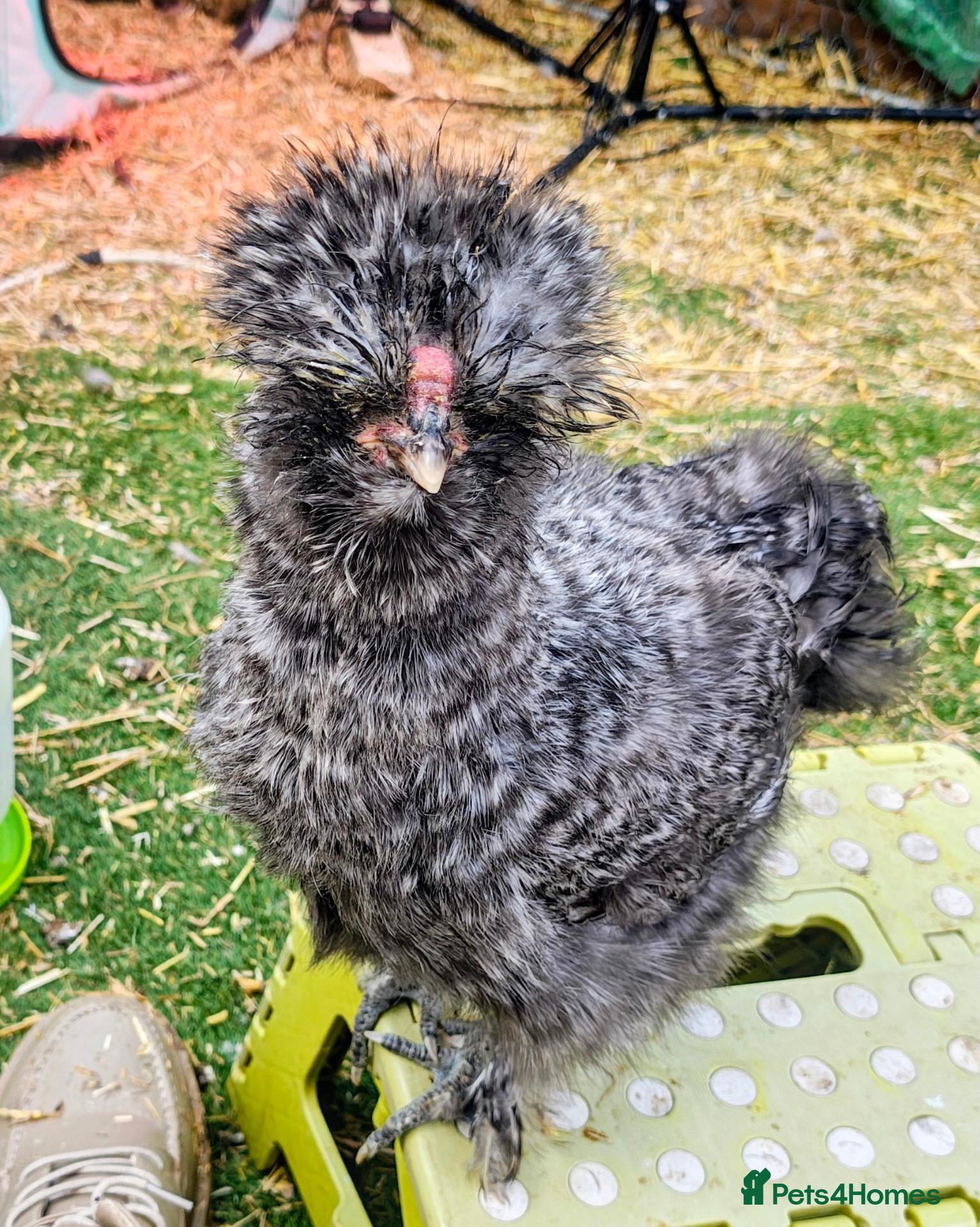 Chickens poultry 2 beautiful friendly silkies - Advert 1