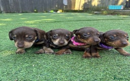 Miniature Dachshund dogs for sale: BEAUTIFUL MINIATURE DACHSHUND PUPPIES - Image 1