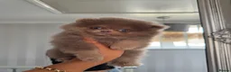 Pomeranian dogs for sale: Litter of insane quality Pomeranian pups 🔥🩷  - Advert 3