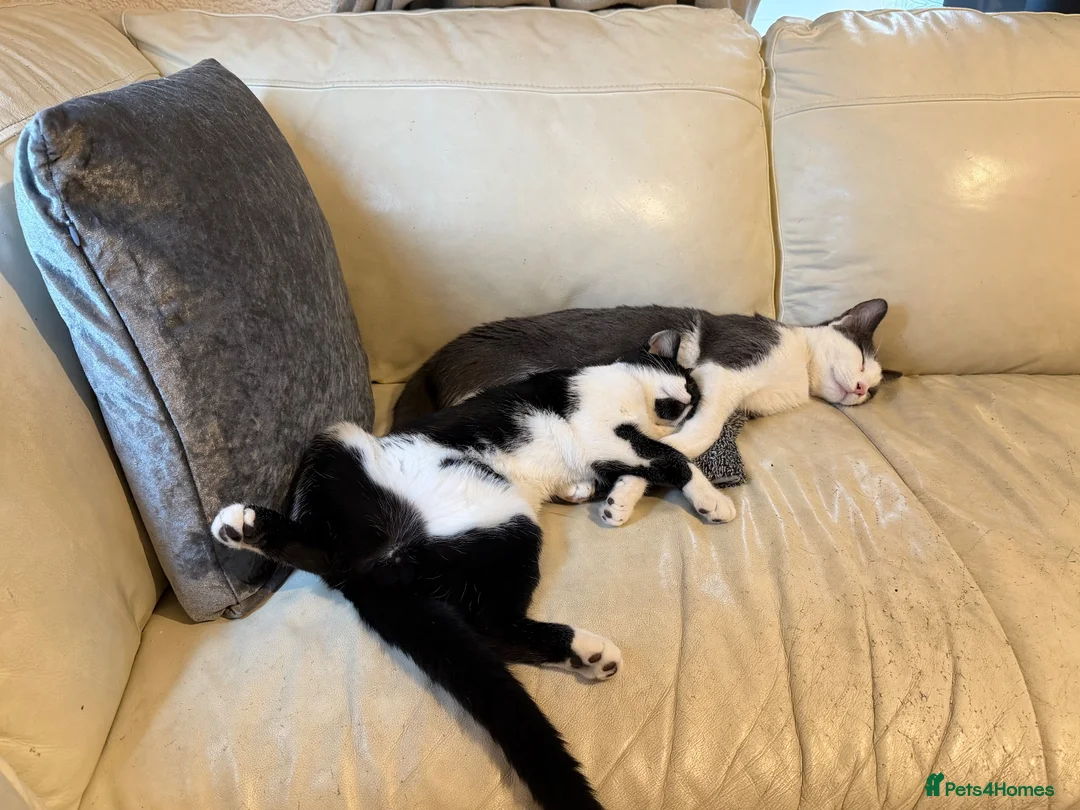 Mixed Breed cats for sale:  **  for sat in Norwich - Advert 2