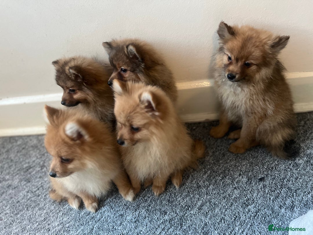 Mixed Breed dogs for sale: The cutest Pups: German & Japanese Pomeranian - Advert 25