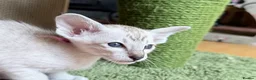Siamese cats for sale: New kittens - Advert 2