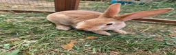 Rex rabbits for sale: Mini rex  - Advert 2