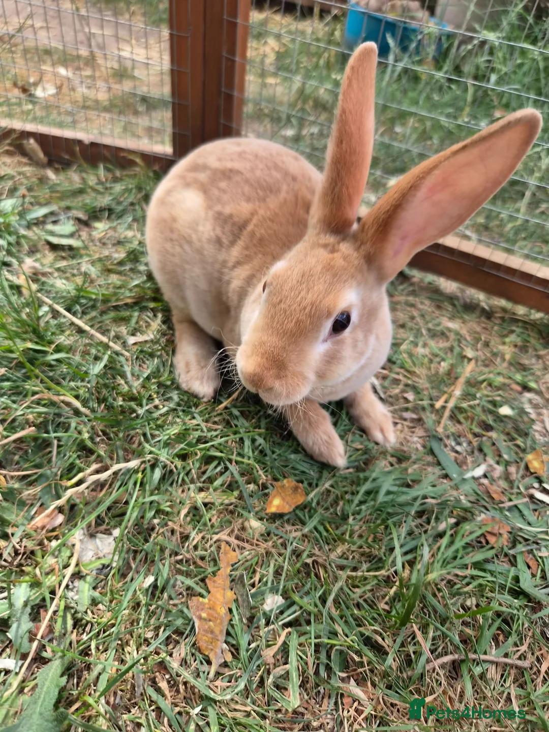Rex rabbits for sale: Mini rex  - Advert 2