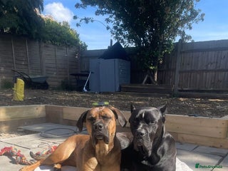 Cane Corso dogs Cane Corso puppy - Advert 1