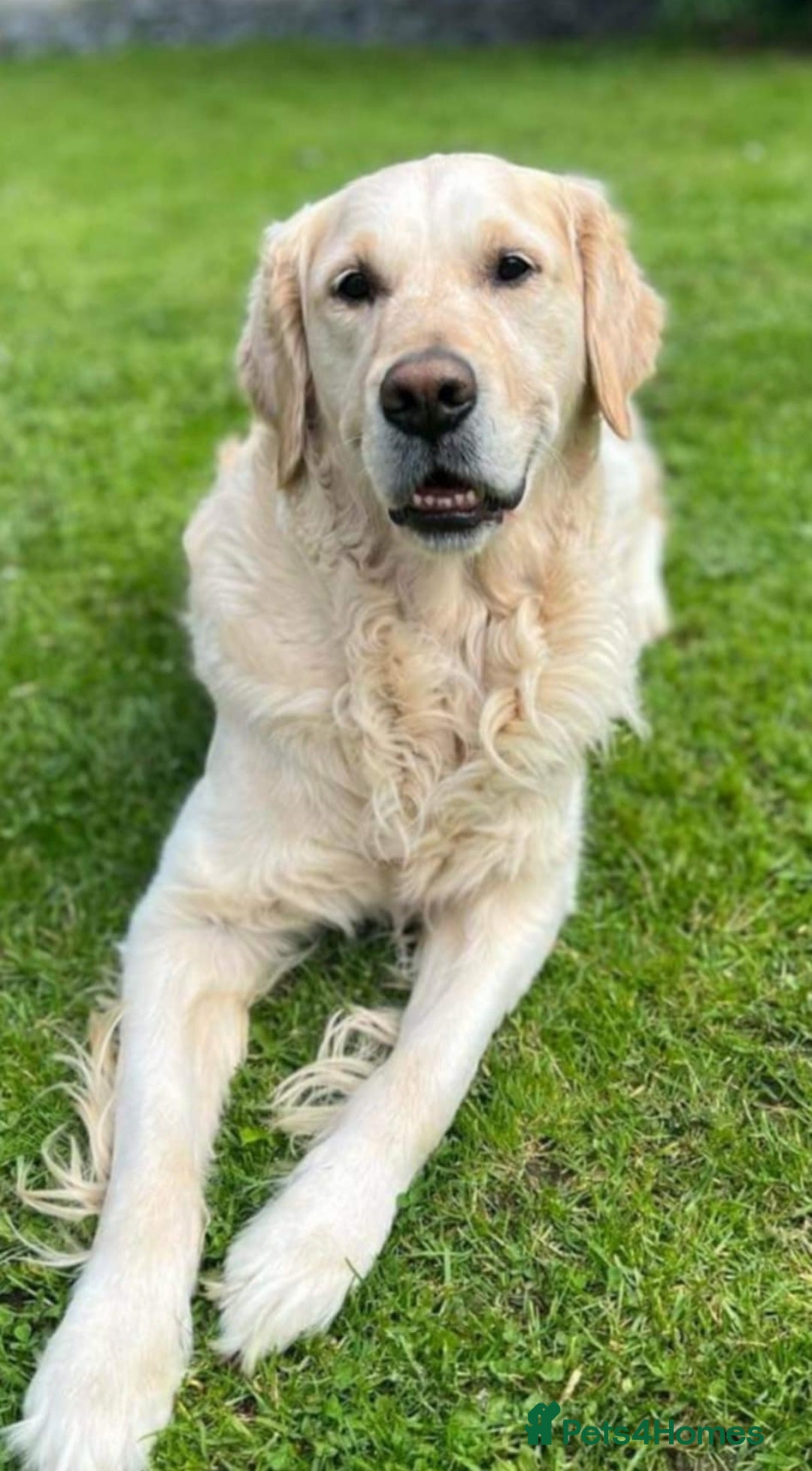 Golden Retriever dogs for sale: Beautiful chunky cream/golden retrievers  - Image 30