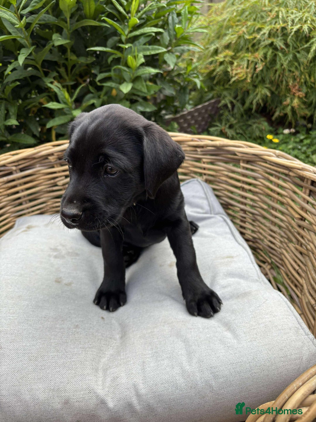 Labrador Retriever dogs for sale: KC registered Labrador pups ready to rehome NOW in Stanley - Image 4
